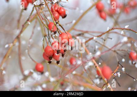 In inverno, le bacche rosse pendono sul ramo di un cespuglio di rosa cane Foto Stock