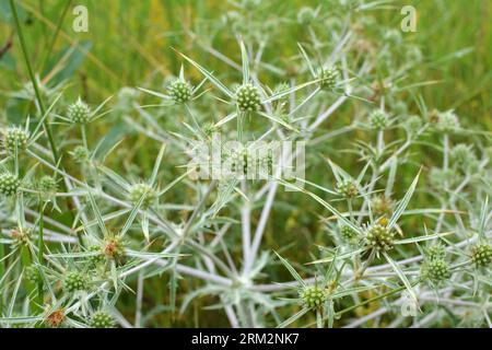 In natura cresce un cardo Eryngium campestre Foto Stock