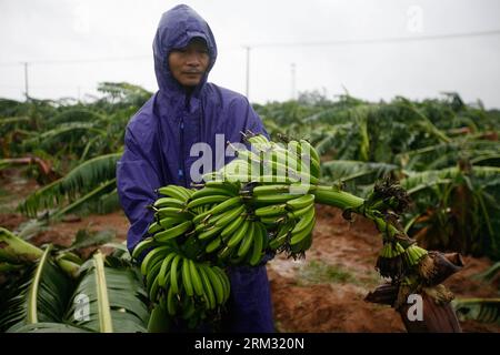 Bildnummer: 59928504 Datum: 02.07.2013 Copyright: imago/Xinhua (130702) -- ZHANJIANG, 2 luglio 2013 (Xinhua) -- Un contadino mostra la banana distrutta dalla tempesta tropicale Rumbia al villaggio di Shanhou nella città di Zhanjiang, nella provincia del Guangdong della Cina meridionale, 2 luglio 2013. La tempesta tropicale Rumbia è atterrata a Zhanjiang martedì mattina. (Xinhua/Liang Zhiwei) (yxb) CINA-GUANGDONG-TEMPESTA TROPICALE RUMBIA(CN) PUBLICATIONxNOTxINxCHN Gesellschaft Naturkatastrophe Sturm Schaden Zerstörung xas x0x 2013 quer premiumd 59928504 Data 02 07 2013 Copyright Imago XINHUA Zhanjiang 2 luglio 2013 XINHUA a Farmer shows T. Foto Stock