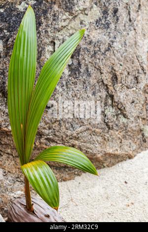 Il germoglio di palma da cocco cresce da un noce che giace a terra Foto Stock