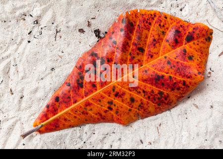 Fallen red leaf lays on white sand. Natural background. Terminalia catappa is a large tropical tree in the leadwood tree family, Combretaceae, native Stock Photo