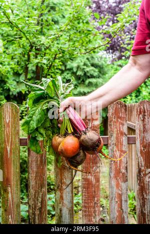 Barbabietola nelle mani dell'uomo. Giallo maturo, arancio e tradizionali barbabietole viola. Foto Stock