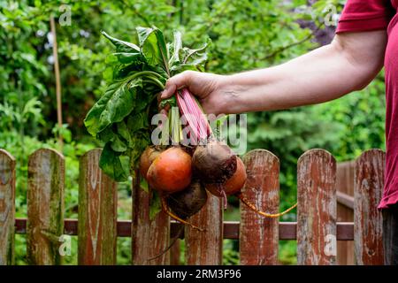 Barbabietola nelle mani dell'uomo. Giallo maturo, arancio e tradizionali barbabietole viola. Foto Stock