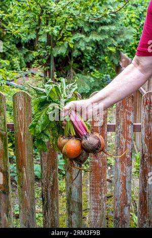 Barbabietola nelle mani dell'uomo. Giallo maturo, arancio e tradizionali barbabietole viola. Foto Stock