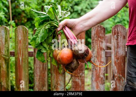 Barbabietola nelle mani dell'uomo. Giallo maturo, arancio e tradizionali barbabietole viola. Foto Stock