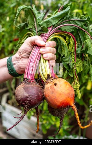 Barbabietola nelle mani dell'uomo. Giallo maturo, arancio e tradizionali barbabietole viola. Foto Stock