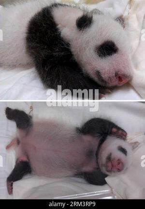 Bildnummer: 60314758  Datum: 04.08.2013  Copyright: imago/Xinhua This combined photo shows a giant panda cub nicknamed Yuan Zai resting at the Taipei Zoo in Taipei, southeast China s Taiwan, Aug. 3, 2013. The zoo kicked off a month-long event on Aug. 4, 2013 to name the cub by live and online activities. The cub, born on July 6, is the first baby of a pair of giant pandas, namely Tuan Tuan and Yuan Yuan , who were given as a goodwill gift to Taiwan by the Chinese mainland. (Xinhua/Taipei Zoo) (hdt) CHINA-TAIPEI-GIANT PANDA (CN) PUBLICATIONxNOTxINxCHN Gesellschaft x2x xkg 2013 hoch o0 Tier Pand Stock Photo