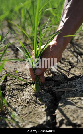 Bildnummer: 60349912  Datum: 12.08.2013  Copyright: imago/Xinhua (130812) -- QUANZHOU, Aug. 12, 2013 (Xinhua) -- A farmer checks the dried-up rice seedlings in the drought-affected fields at Jiangtou Village in Quanzhou County, Guilin City, south China s Guangxi Zhuang Autonomous Region, Aug. 10, 2013. A severe drought has hit the northern part of Guangxi since mid-June, among which Quanzhou County has been plagued the most. (Xinhua/Lu Boan) (wjq) CHINA-GUANGXI-GUILIN-DROUGHT (CN) PUBLICATIONxNOTxINxCHN Wirtschaft Landwirtschaft Dürre Wolle premiumd x0x xsk 2013 hoch premiumd      60349912 Dat Stock Photo