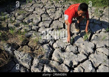 Bildnummer: 60349913 Datum: 12.08.2013 Copyright: imago/Xinhua (130812) -- QUANZHOU, 12 agosto 2013 (Xinhua) -- Un agricoltore controlla le piantine di riso essiccate nei campi colpiti dalla siccità nel villaggio di Jiangtou nella contea di Quanzhou, città di Guilin, regione autonoma del Guangxi Zhuang della Cina meridionale, 10 agosto 2013. Una grave siccità ha colpito la parte settentrionale del Guangxi dalla metà di giugno, tra cui la contea di Quanzhou è stata più afflitta. (Xinhua/Lu Boan) (wjq) CINA-GUANGXI-GUILIN-SICCITÀ (CN) PUBLICATIONxNOTxINxCHN Wirtschaft Landwirtschaft Dürre Wolle premiumd x0x xsk 2013 quer premiumd 60349913 DAT Foto Stock