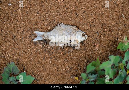 Bildnummer: 60358773  Datum: 14.08.2013  Copyright: imago/Xinhua (130815) -- SHAOYANG, Aug. 15, 2013 (Xinhua) -- A dead fish lies on the dried-up Sandu Reservoir in Shaodong County, central China s Hunan Province, Aug. 14, 2013. Hunan Province was hit by a severe drought this summer due to lingering high temperatures and lack of rainfall, leaving about 3.06 million short of drinking water. (Xinhua/Bai Yu) CHINA-HUNAN-DROUGHT (CN) PUBLICATIONxNOTxINxCHN Wirtschaft Landwirtschaft Dürre Trockenheit Trockenperiode x0x xac 2013 quer      60358773 Date 14 08 2013 Copyright Imago XINHUA  Shaoyang Aug Stock Photo