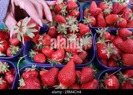 Bildnummer: 60429187 Datum: 03.09.2013 Copyright: imago/Xinhua (130903) -- SARAJEVO, 3 settembre 2013 (Xinhua) -- Un venditore di frutta di strada mostra le sue fragole a Sarajevo, Bosnia ed Erzegovina, il 3 settembre 2013. Durante la crisi economica alcuni cercano di guadagnare vendendo frutta e verdura della propria crescita per le strade. (Xinhua/Haris Memija) BOSNIA-ERZEGOVINA-SARAJEVO-DAILY LIFE PUBLICATIONxNOTxINxCHN xcb x0x 2013 quer 60429187 Data 03 09 2013 Copyright Imago XINHUA Sarajevo Sept 3 2013 XINHUA a Street Fruit Sellers mostra le sue fragole a Sarajevo Bosnia ed Herzegovi Foto Stock