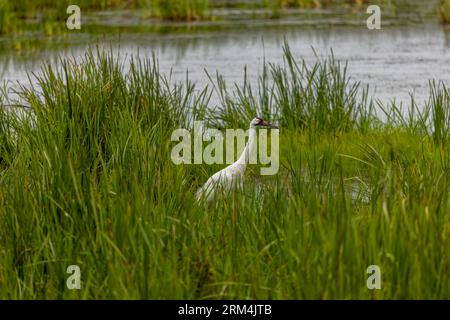 La gru a cielo aperto (Grus americana) nella palude. Nativo, raro, l'uccello più alto del Nord America Foto Stock