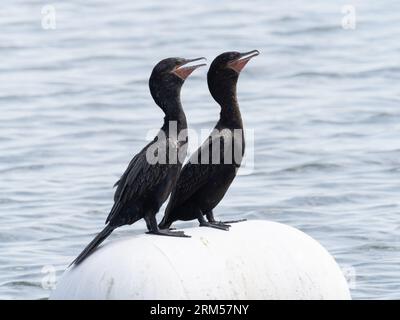 Coppia di cormorani a doppia cresta, in piedi di profilo su una boa bianca a Lake Woodlands, Texas. Foto Stock