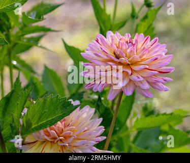 "Créme Silence" Dahlia formale decorativa, Dekorativdahlia (Dahlia x Hortensis) Foto Stock