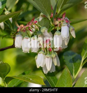 "Patriot", mirtillo rosso, Amerikansk blåbär (Vaccinium corymbosum) Foto Stock