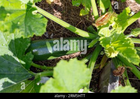 'Diamant F1' Summer Squash, Sommarsquash (Cucurbita pepo) Foto Stock