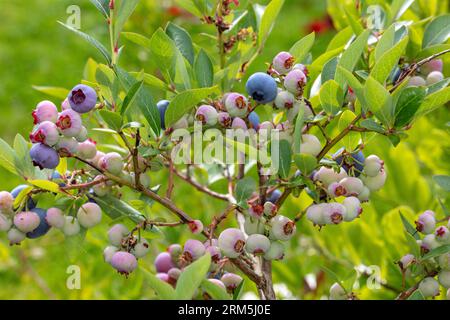 "Patriot", mirtillo rosso, Amerikansk blåbär (Vaccinium corymbosum) Foto Stock