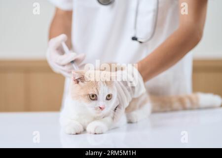 Veterinario asiatico che fa un'iniezione a un gattino Foto Stock