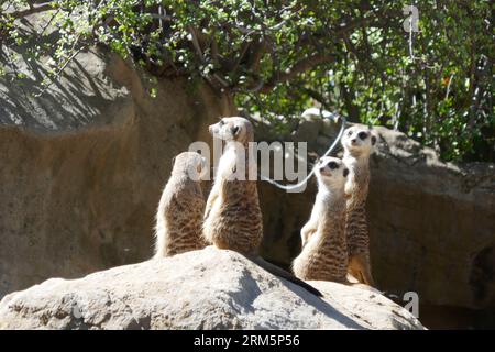 Los Angeles, California, USA 25 agosto 2023 Meerkats at LA Zoo il 25 agosto 2023 a Los Angeles, California, USA. Foto di Barry King/Alamy Stock Photo Foto Stock