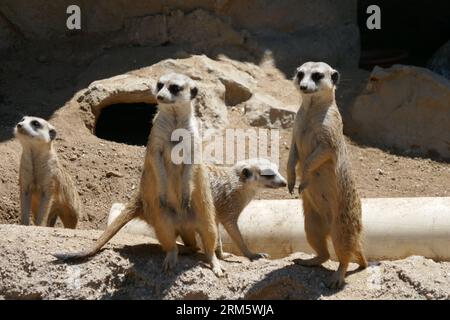 Los Angeles, California, USA 25 agosto 2023 Meerkats at LA Zoo il 25 agosto 2023 a Los Angeles, California, USA. Foto di Barry King/Alamy Stock Photo Foto Stock