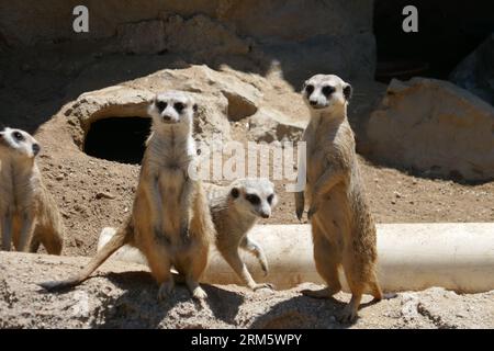 Los Angeles, California, USA 25 agosto 2023 Meerkats at LA Zoo il 25 agosto 2023 a Los Angeles, California, USA. Foto di Barry King/Alamy Stock Photo Foto Stock