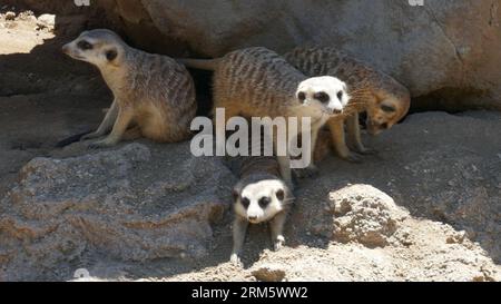 Los Angeles, California, USA 25 agosto 2023 Meerkats at LA Zoo il 25 agosto 2023 a Los Angeles, California, USA. Foto di Barry King/Alamy Stock Photo Foto Stock