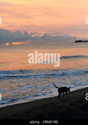 Bildnummer: 60765212 Datum: 28.11.2013 Copyright: imago/Xinhua (131128) -- PECHINO , 28 novembre 2013 (Xinhua) -- Un cane cammina sulla spiaggia di Sambava, Madagascar, 23 novembre 2013. (Xinhua/Wu Xiaoling) (zhf) MADAGASCAR-SAMBAVA-LANDSCAPE PUBLICATIONxNOTxINxCHN xcb x0x 2013 cannelli Foto Stock