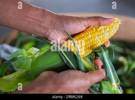 L'agricoltore tiene in mano il mais appena raccolto. Uomo che pulisce un'oretta di mais giallo al mercato agricolo locale. Granturco Foto Stock