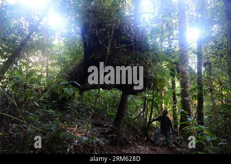 Bildnummer: 60769714 Datum: 21.11.2013 Copyright: imago/Xinhua PECHINO, 21 novembre 2013 (Xinhua) - Una guida si trova accanto a un albero caduto nel Parco Nazionale di Marojejy nel nord-est del Madagascar, il 21 novembre 2013. Nel 2007, la United National Educational, Scientific and Cultural Organization (UNESCO) ha dichiarato le foreste pluviali dell'Atsinanana Patrimonio dell'Umanità, è costituita da sei parchi nazionali lungo la parte orientale dell'isola, tra cui il Parco Nazionale di Marojejy. Dopo aver completato la separazione da tutte le altre masse terrestri più di 60 milioni di anni fa, la pianta e l'animale del Madagascar Foto Stock