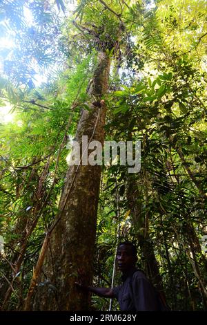 Bildnummer: 60769734 Datum: 22.11.2013 Copyright: imago/Xinhua PECHINO, 22 novembre 2013 (Xinhua) -- Una guida mette la mano su un legno di rosa, che viene tagliato illegalmente, nel Parco Nazionale Marojejy nel nord-est del Madagascar, il 22 novembre 2013. Nel 2007, la United National Educational, Scientific and Cultural Organization (UNESCO) ha dichiarato le foreste pluviali dell'Atsinanana Patrimonio dell'Umanità, è costituita da sei parchi nazionali lungo la parte orientale dell'isola, tra cui il Parco Nazionale di Marojejy. Dopo aver completato la separazione da tutte le altre masse di terreni, più di 60 milioni di anni ag Foto Stock