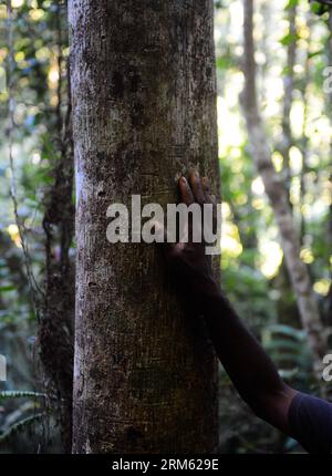 Bildnummer: 60769719 Datum: 22.11.2013 Copyright: imago/Xinhua PECHINO, 22 novembre 2013 (Xinhua) -- Una guida mette la mano su un legno di rosa, che viene tagliato illegalmente, nel Parco Nazionale Marojejy nel nord-est del Madagascar, il 22 novembre 2013. Nel 2007, la United National Educational, Scientific and Cultural Organization (UNESCO) ha dichiarato le foreste pluviali dell'Atsinanana Patrimonio dell'Umanità, è costituita da sei parchi nazionali lungo la parte orientale dell'isola, tra cui il Parco Nazionale di Marojejy. Dopo aver completato la separazione da tutte le altre masse di terreni, più di 60 milioni di anni ag Foto Stock