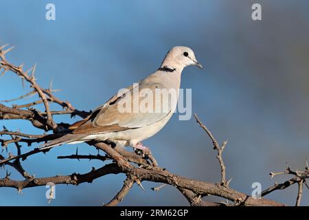 Una colomba di tartaruga (Streptopelia capicola) arroccata su un ramo, in Sudafrica Foto Stock