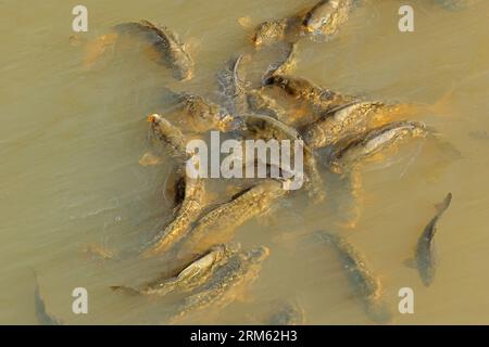 Barzelletta di carpa comune (Cyprinus carpio) nuoto in uno stagno di acqua dolce Foto Stock