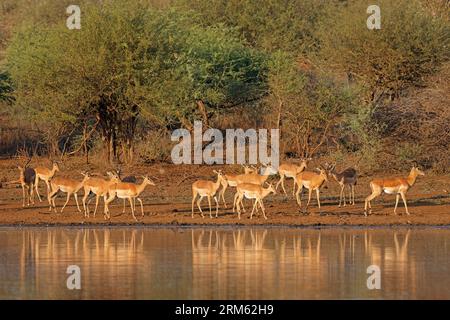 Antilopi di Impala (Aepyceros melampus) in una pozza d'acqua, Parco Nazionale di Kruger, Sudafrica Foto Stock