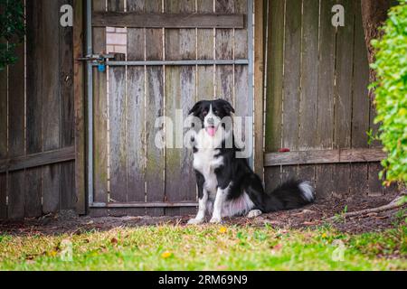 Cucciolo di Border Collie seduto nel cortile accanto a un cancello di legno e a una recinzione Foto Stock