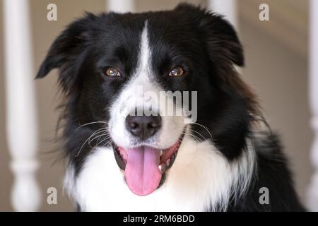 Ritratto al coperto di un bellissimo cucciolo di Collie Border maschile Foto Stock