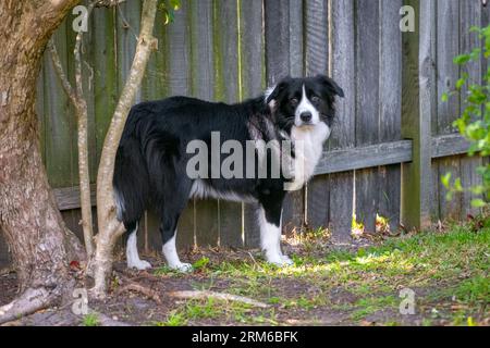 Cucciolo Border Collie in piedi nel cortile accanto a una recinzione di legno Foto Stock