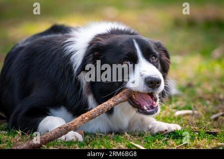 Border Collie cucciolo sdraiato sull'erba del parco e masticando un bastone Foto Stock