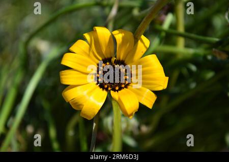 Una vivace margherita africana gialla (Dimorphotheca sinuata) che fiorisce in pieno sole con fogliame verde sullo sfondo. Foto Stock