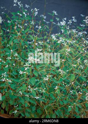 Piccoli fiori bianchi, bratti e lussureggianti foglie verdi, Euforbia Foto Stock