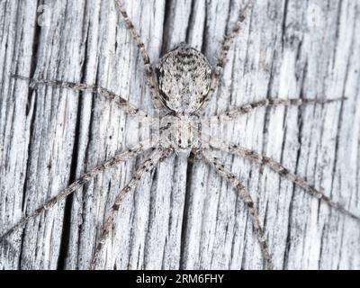 Ragno identificato come Philodromidae - ragno di granchio, forse Philodromus sp. (Nel Crater Lake National Park) Foto Stock