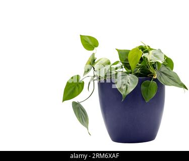 Foglie verdi Philodendron piantano in un vaso di ceramica su sfondo bianco isolato con spazio di copia. Foto Stock