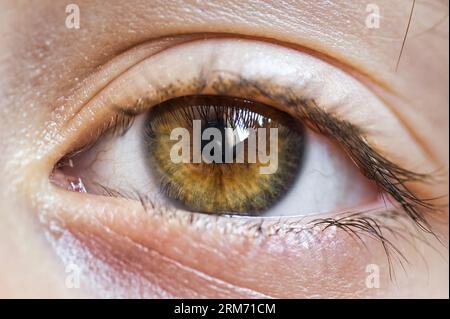 Estremo macro dettaglio primo piano di un occhio umano con un marrone chiaro e verde oliva Iris lucente che circonda la pupilla e luce riflessa da una finestra - Foto Stock