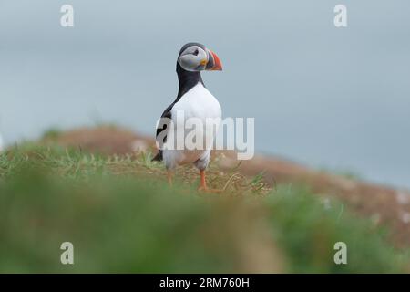 Pulcinelle di mare in una grande colonia, Eastfjords, Islanda, 2023 Foto Stock