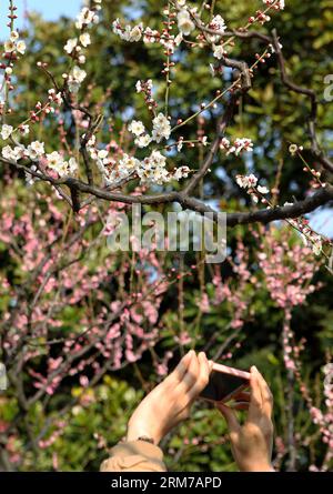 (140222) -- SHANGHAI, 22 febbraio 2014 (Xinhua) -- Un visitatore scatta foto dei fiori di prugna al Parco Xinzhuang di Shanghai, Cina orientale, 22 febbraio 2014. Gli alberi di prugne del parco fioriscono con la temperatura che sale dopo un periodo di piogge a Shanghai. (Xinhua/Liu Ying) (wf) CHINA-SHANGHAI-PLUM BLOOSOM (CN) PUBLICATIONxNOTxINxCHN Shanghai 22 febbraio 2014 XINHUA A Visitor scatta foto dei fiori di PRUGNA AL Xinzhuang Park a Shanghai Cina orientale 22 febbraio 2014 PLUM Trees AT the Park stanno fiorendo con la temperatura in aumento dopo un periodo di piovosità a Shanghai XINHUA Liu Ying WF China Shanghai PLUM CN PUBLICATIO Foto Stock