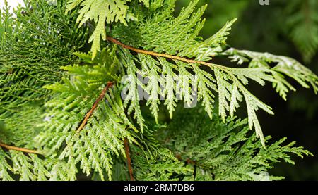 primavera nella natura, rami di thuja verde, alberi sempreverdi, sfondo verde, coni di thuja, primo piano di foglie verdi di thuja su sfondo scuro Foto Stock