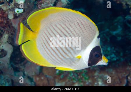 Panda Butterflyfish, Chaetodon adiergastos, Pyramids dive site, Amed, Karangasem, Bali, Indonesia Foto Stock