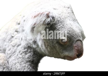 Koala (Phascolarctos cinereus) che vive in Australia mammiferi a tasca Foto Stock