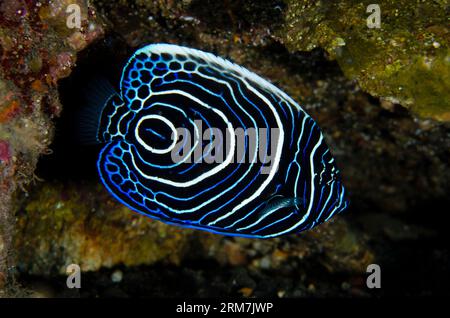 Giovane imperatore Angelfish, imperatore di Pomacanthus, sito di immersione del relitto della libertà, Tulamben, Karangasem, Bali, Indonesia Foto Stock