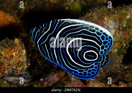 Giovane imperatore Angelfish, imperatore di Pomacanthus, sito di immersione del relitto della libertà, Tulamben, Karangasem, Bali, Indonesia Foto Stock